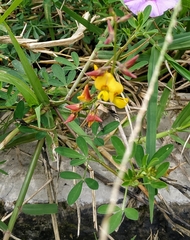 Crotalaria pumila