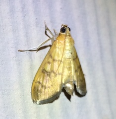 Psara obscuralis