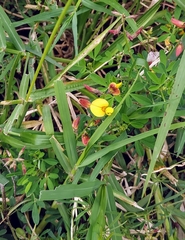 Crotalaria pumila