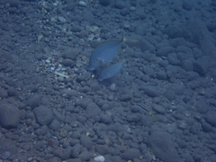 Pseudocaranx dentex