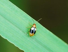 Monolepta quadriguttata