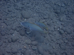 Pseudocaranx dentex