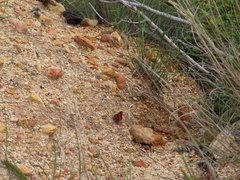 Capys alphaeus alphaeus