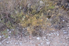 Petrorhagia prolifera