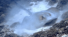 Pastinachus sephen
