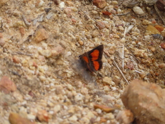 Capys alphaeus alphaeus