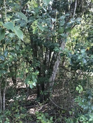 Ligustrum lucidum