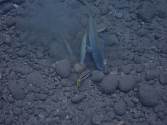 Pseudocaranx dentex