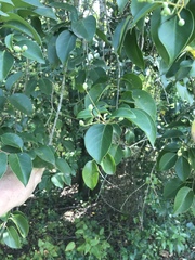 Ligustrum lucidum