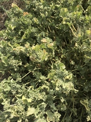 Atriplex argentea