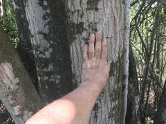 Ligustrum lucidum
