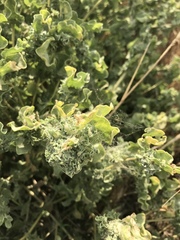 Atriplex argentea