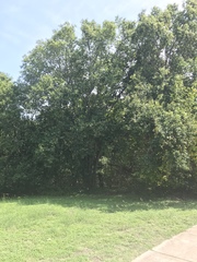 Ligustrum lucidum