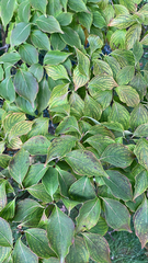 Cornus kousa