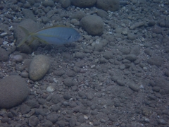 Pseudocaranx dentex