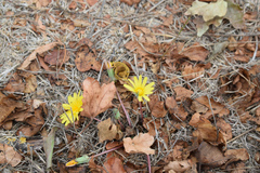 Taraxacum hybernum