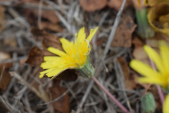 Taraxacum hybernum