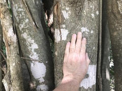 Ligustrum lucidum