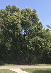 Ligustrum lucidum