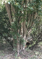 Ligustrum lucidum