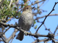 Knipolegus striaticeps