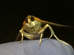 Psara obscuralis