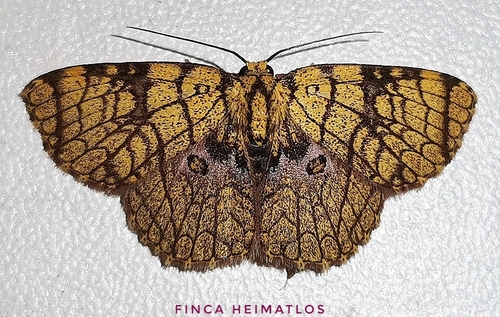 Semaeopus scriptilinea