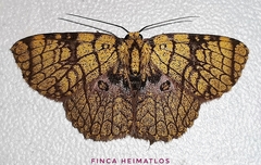 Semaeopus scriptilinea