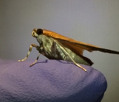 Psara obscuralis