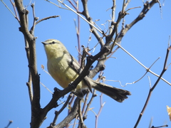 Stigmatura budytoides