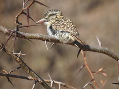Nystalus maculatus