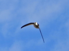 Aeronautes andecolus