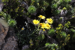 Senecio arniciflorus