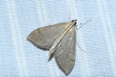 Anania mysippusalis