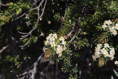 Struthiola salteri