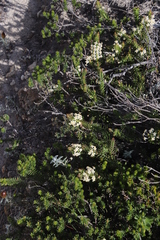 Struthiola salteri