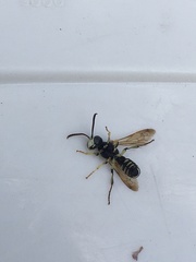 Cerceris nigrescens