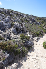 Struthiola salteri
