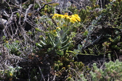 Senecio arniciflorus