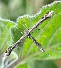 Anstenoptilia marmarodactyla