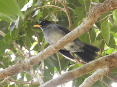 Turdus nigriceps