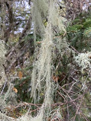 Usnea cavernosa