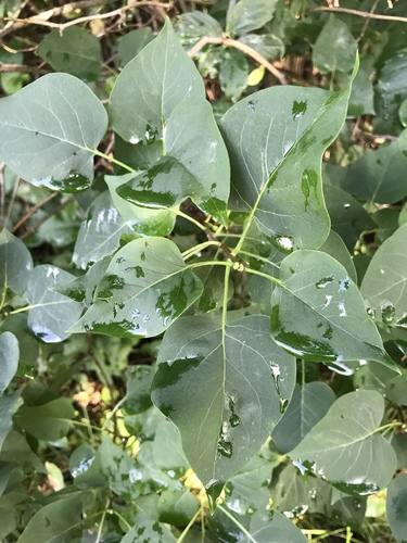 Syringa vulgaris