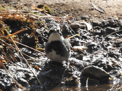 Microspingus torquatus