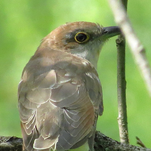 Black-billed Cuckoo