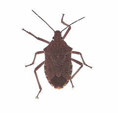 Apodiphus integriceps