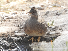Nothoprocta pentlandii