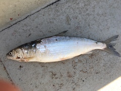 Coregonus artedi