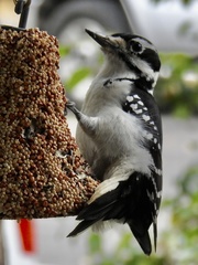 Dryobates villosus