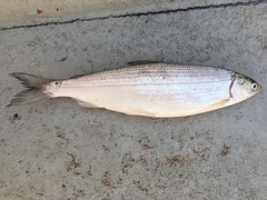 Coregonus artedi